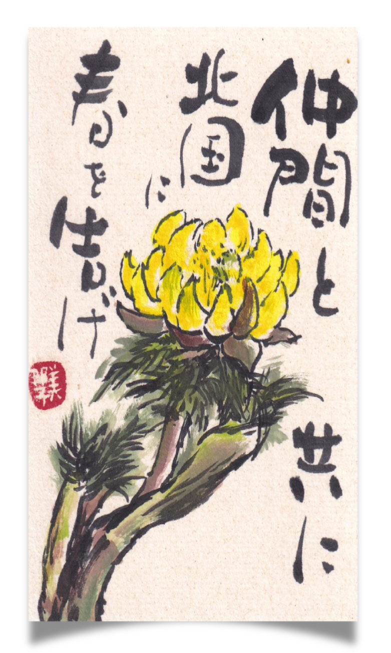 フクジュソウの花を描いた絵手紙 / Etegami artwork of Adonis ramosa flowers